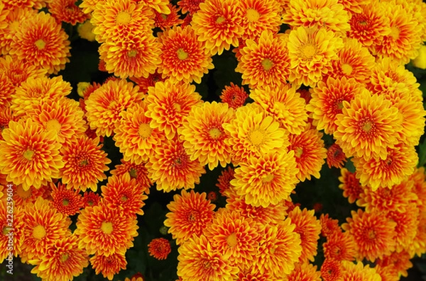 Obraz background of flowers