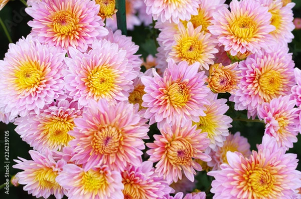 Obraz background of flowers