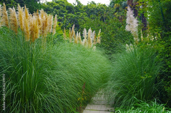 Fototapeta path in the forest