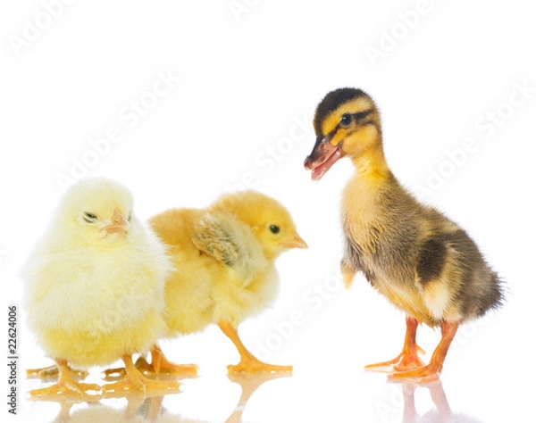 Obraz Chickens and ducklings.