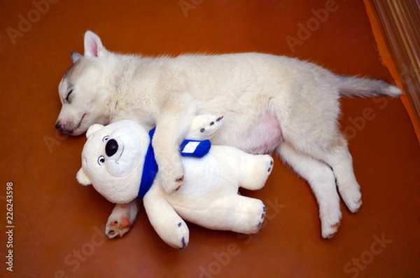 Obraz husky