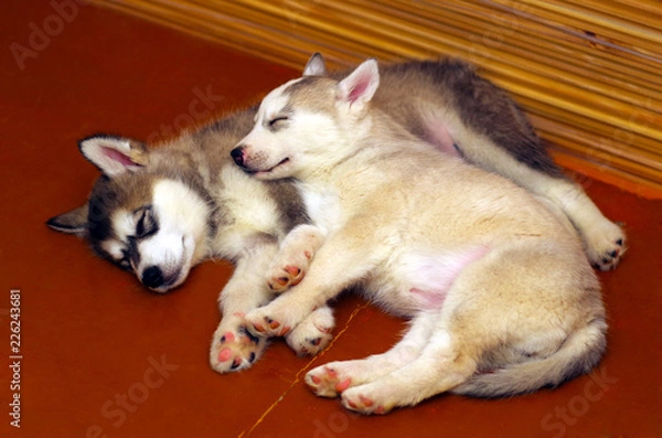 Obraz husky