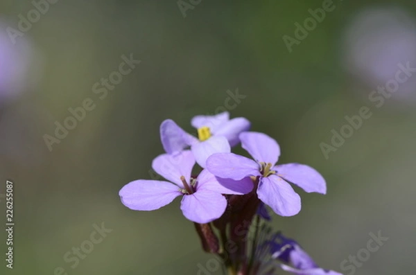 Obraz Purple flowers