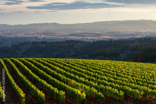 Fototapeta Vineyard rows glow in the foreground, leading the eye to shadowed hills and forest