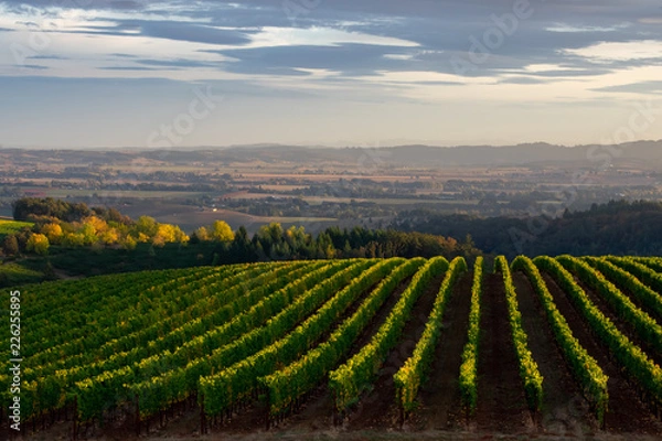 Fototapeta Looking down on an Oregon vineyard in early fall, distant trees glowing gold and each row of vines tipped by afternoon sun. 