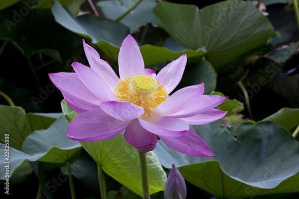 Fototapeta 一輪の蓮の花