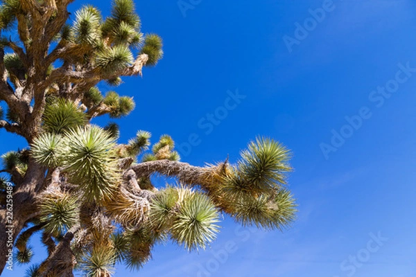 Obraz Joshua Tree against California blue sky.