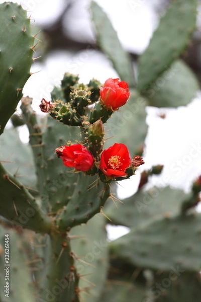 Fototapeta Fleur de cactus