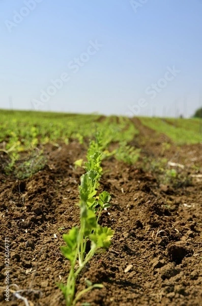 Obraz Plants at the field