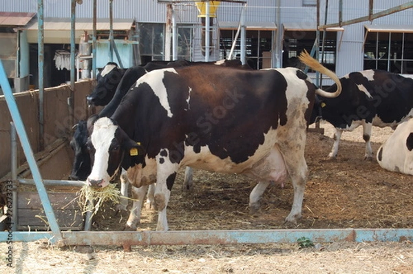 Obraz 淡路島牧場