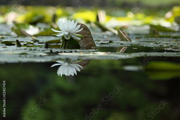 Obraz 睡蓮 (小石川後楽園)