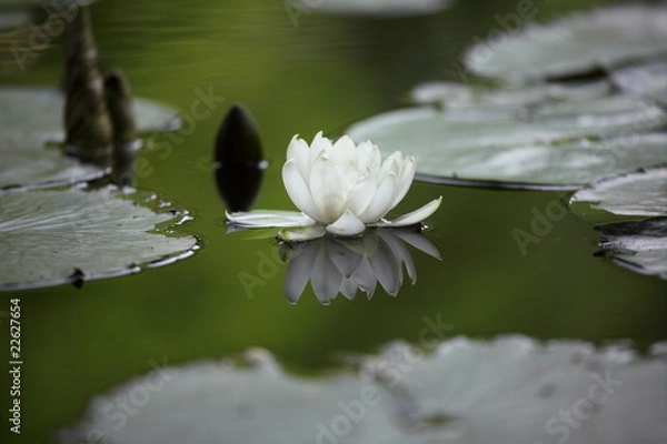 Obraz 睡蓮 (小石川後楽園)