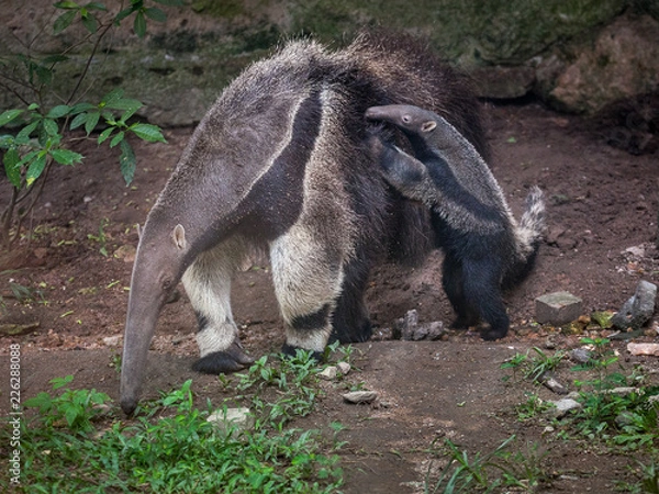 Fototapeta Anteater