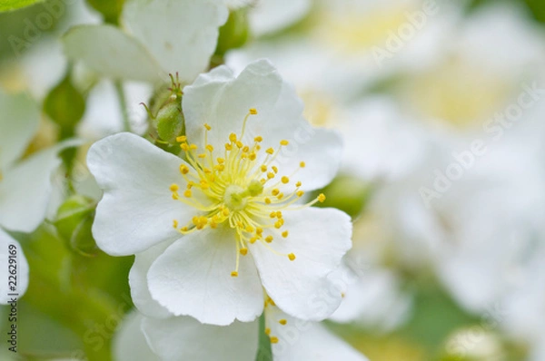 Obraz ノイバラの花