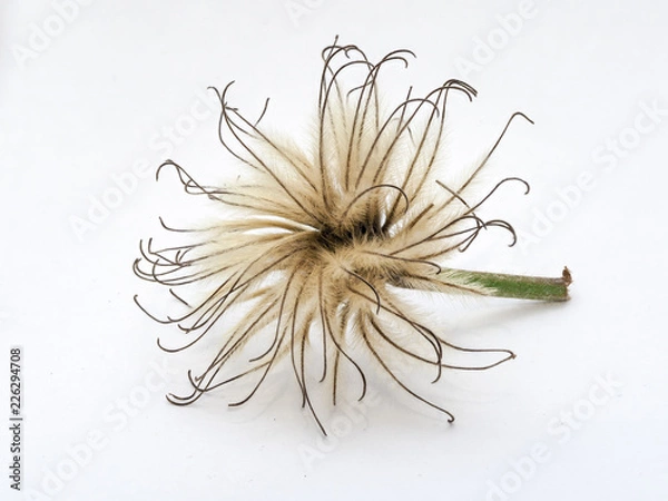 Obraz Fade blackberry flower