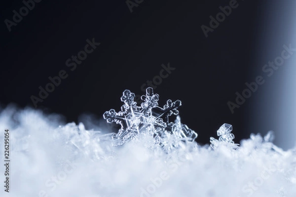 Fototapeta snowflake, little snowflake on the snow