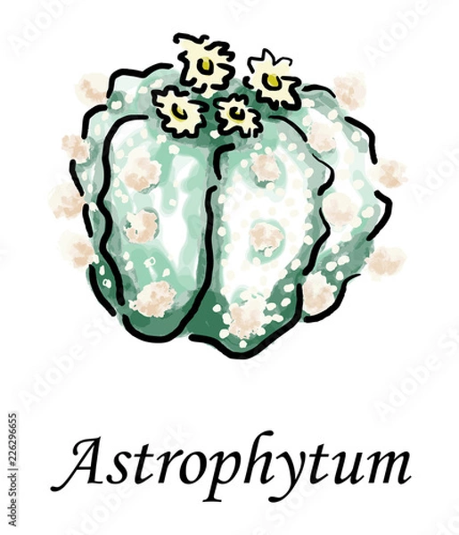 Fototapeta Astrophytum