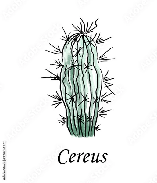 Fototapeta Cereus