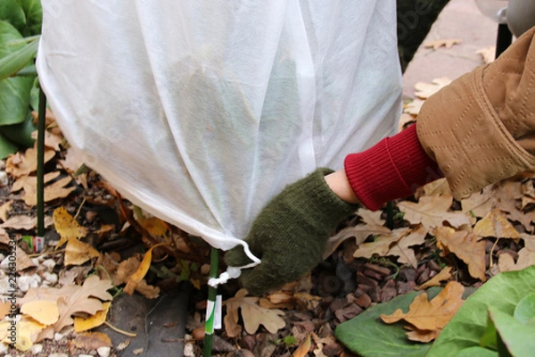 Fototapeta Woman gardener's hands covering of a cultivar yak Rhododendron (Rhododendron yakushimanum 'Fantastica') with a spunbond cover from frost in the autumn garden