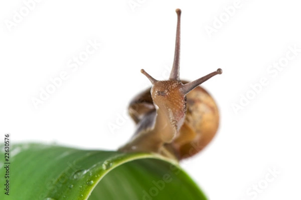 Fototapeta Snail on leaf
