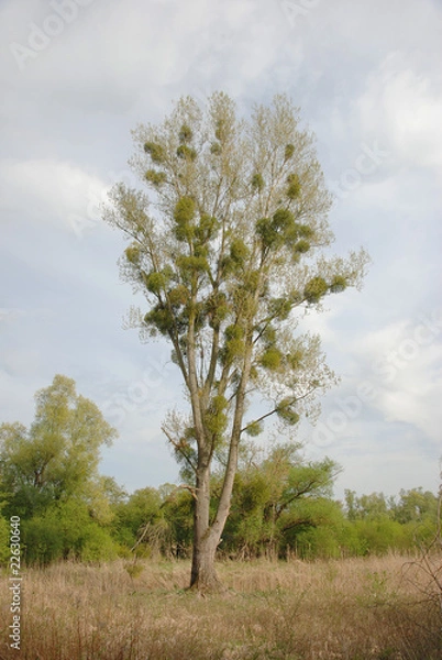 Obraz Baum mit Misteln