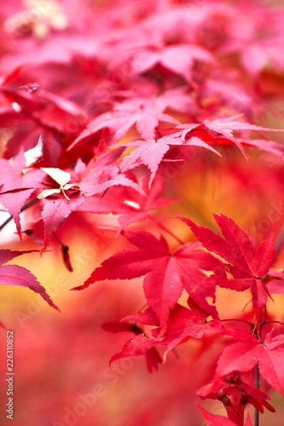 Fototapeta fall leaves trees