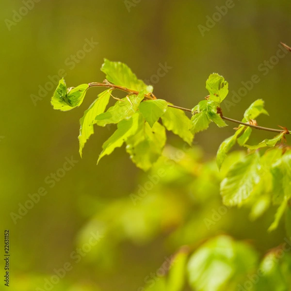 Fototapeta Young leaves
