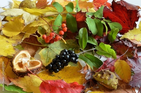 Fototapeta Liście i owoce jesieni