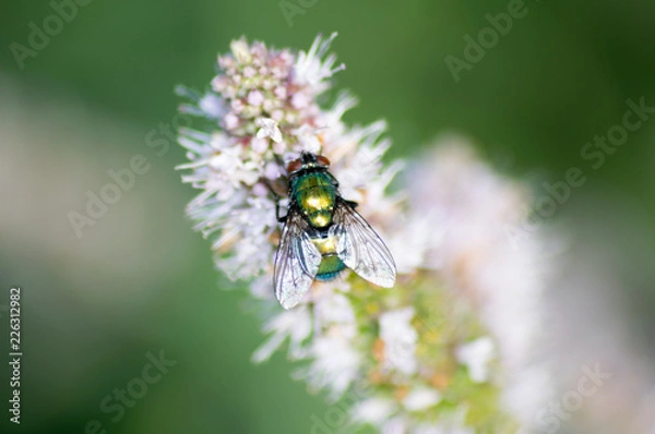 Fototapeta mouche verte