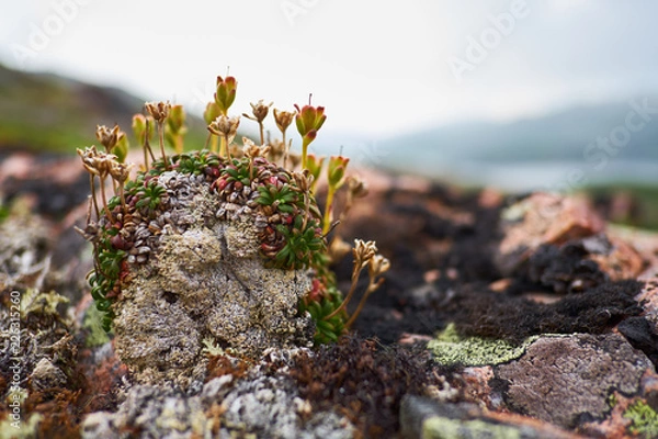 Obraz flowers on a rock
