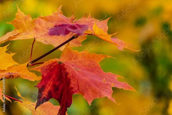 Obraz autumn maple leaves as background