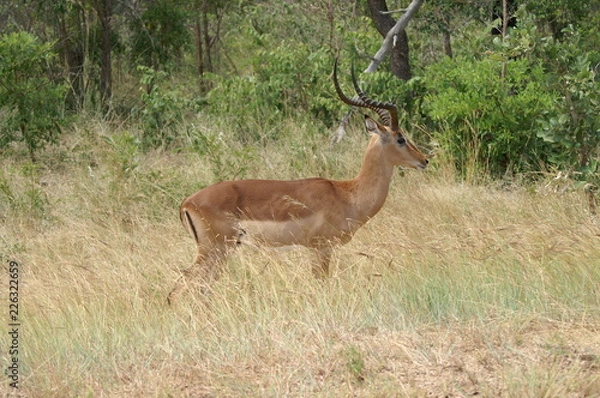 Obraz antelope