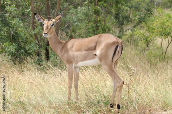 Obraz antelope