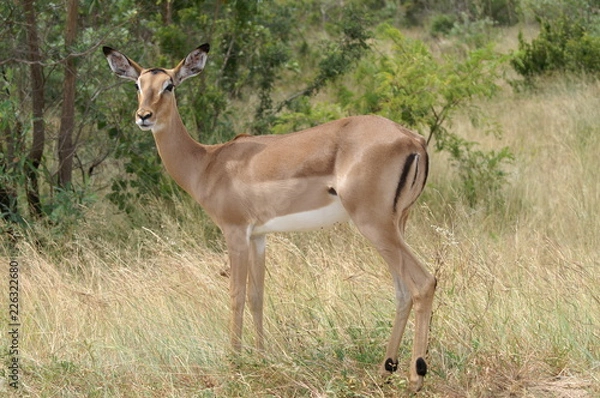 Obraz antelope