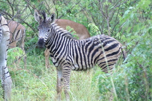 Obraz zebra