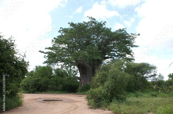 Obraz baobab