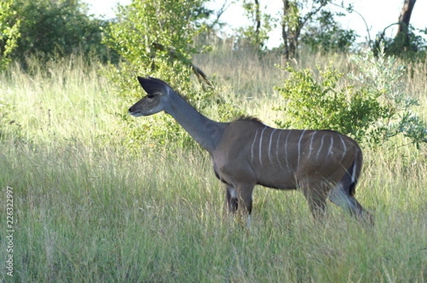 Obraz kudu