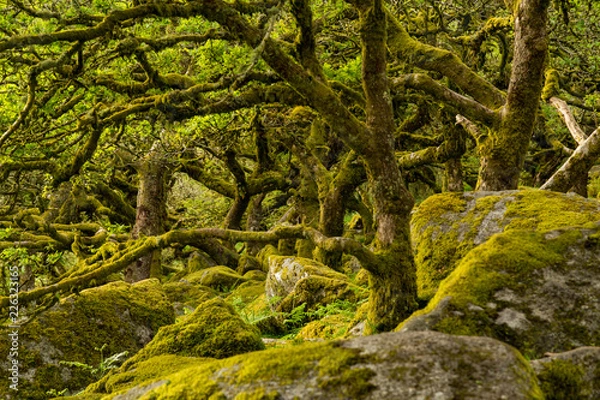 Fototapeta wistmans wood - Dartmoor forest with moss on oak trees