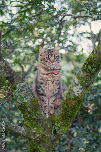 Fototapeta Katze auf Baum