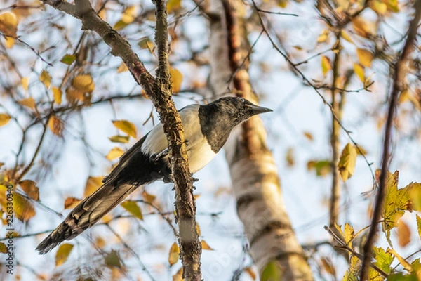 Obraz bird on the tree