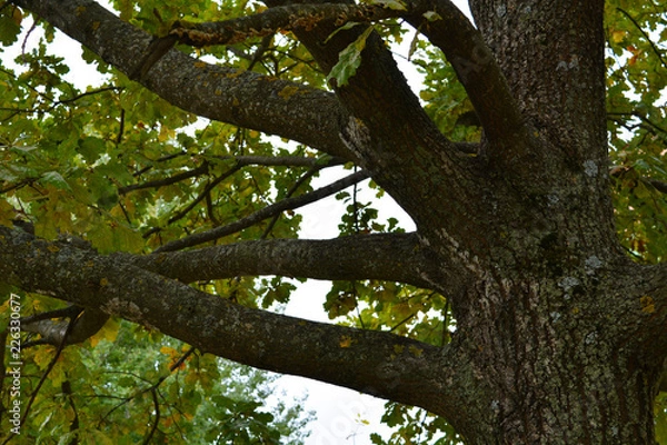 Fototapeta Деревья