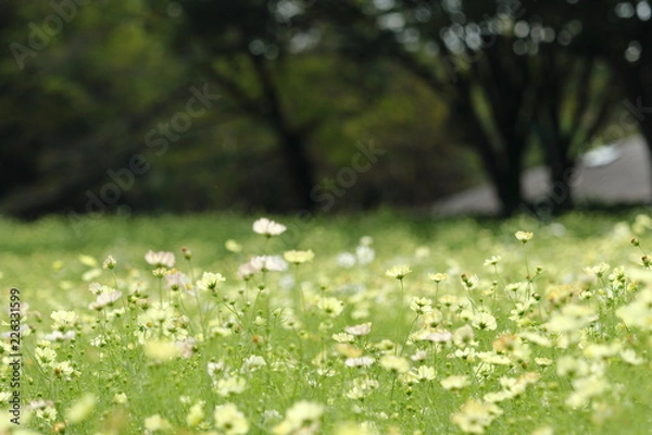 Fototapeta コスモス