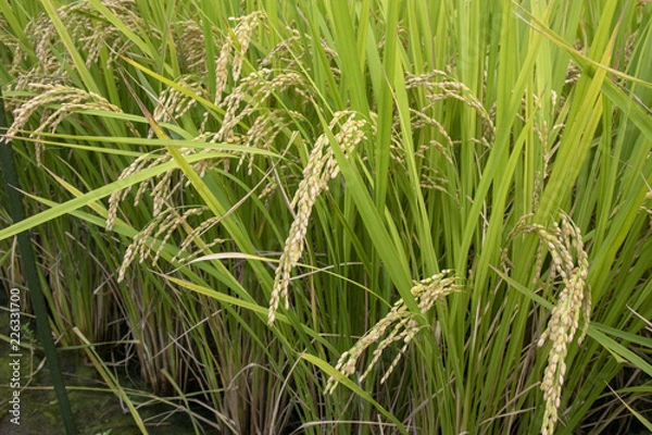 Fototapeta 収穫前の稲穂