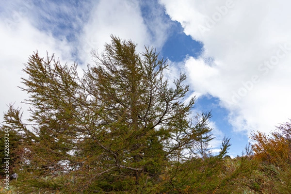 Fototapeta  戦場ヶ原　長野　山梨　北海道　美瑛　高山　新潟　美しい　日本　男女　徒歩