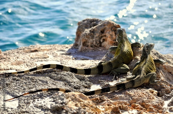 Obraz Iguana