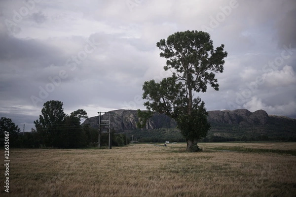Fototapeta Baum im Feld