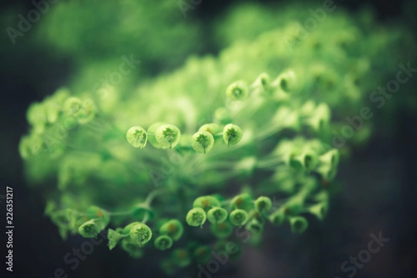 Obraz abstract green background