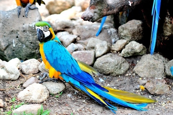 Obraz colorful parrot