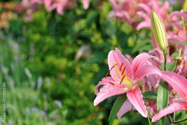 Obraz pink lily