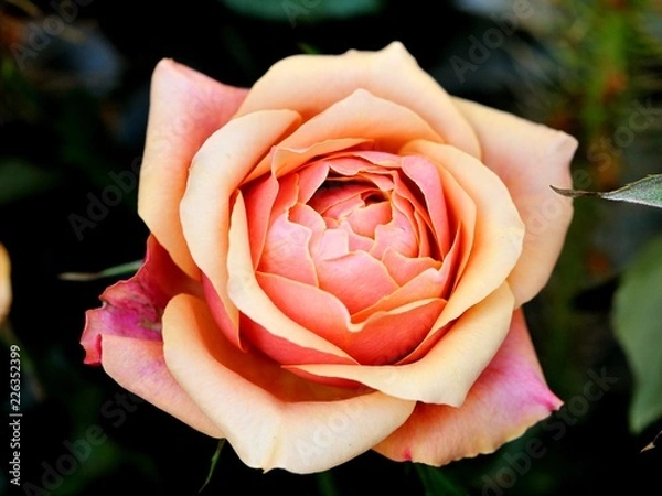 Obraz pink rose